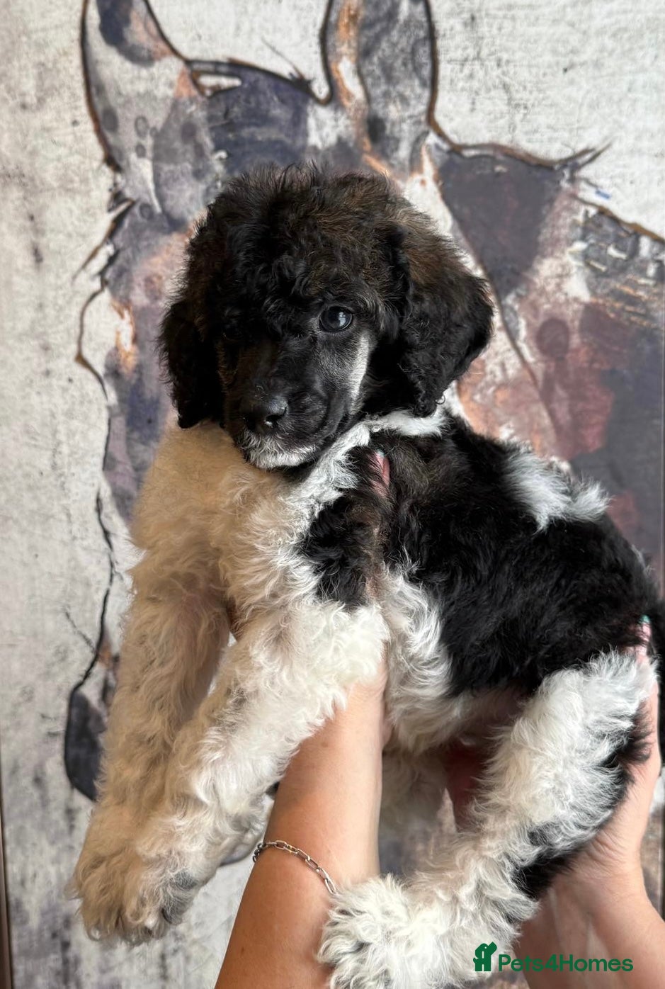 Standard Poodle dogs Sable parti KC reg strandard poodle pups  - Advert 16