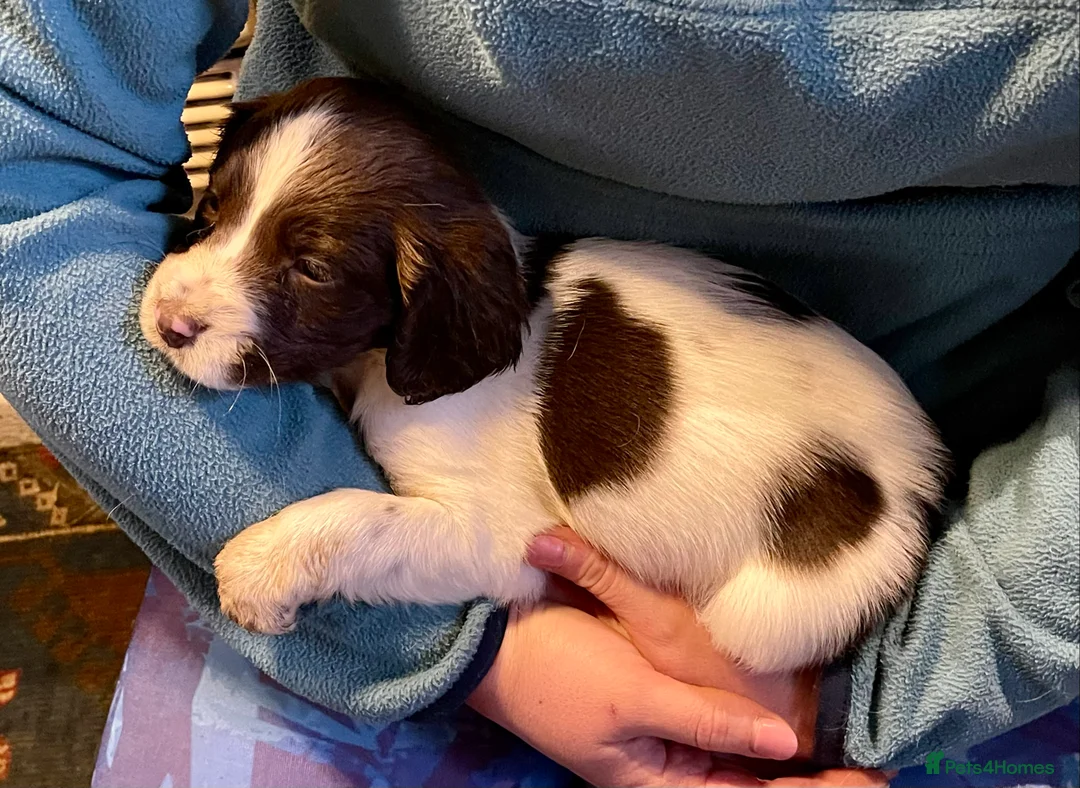 English Springer Spaniel dogs for sale: Spring into Spring with a lovely Springer - Advert 2