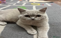 British Shorthair cats for sale: British Short hair Kittens - Image 11