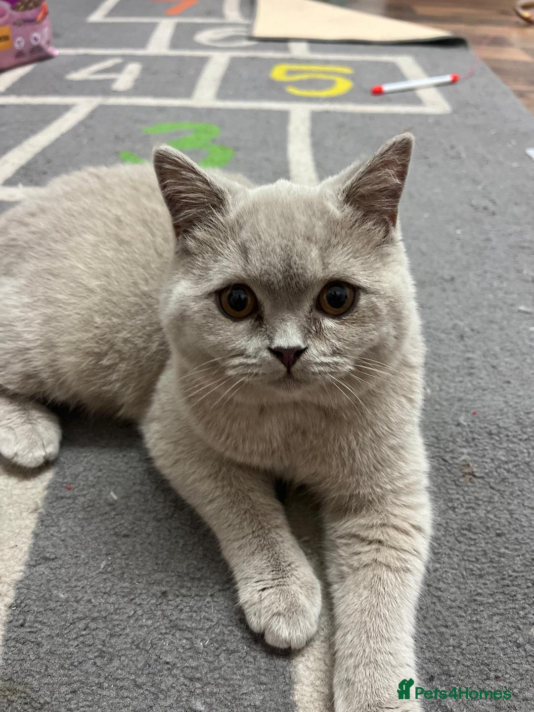 British Shorthair cats for sale: British Short hair Kittens - Image 11