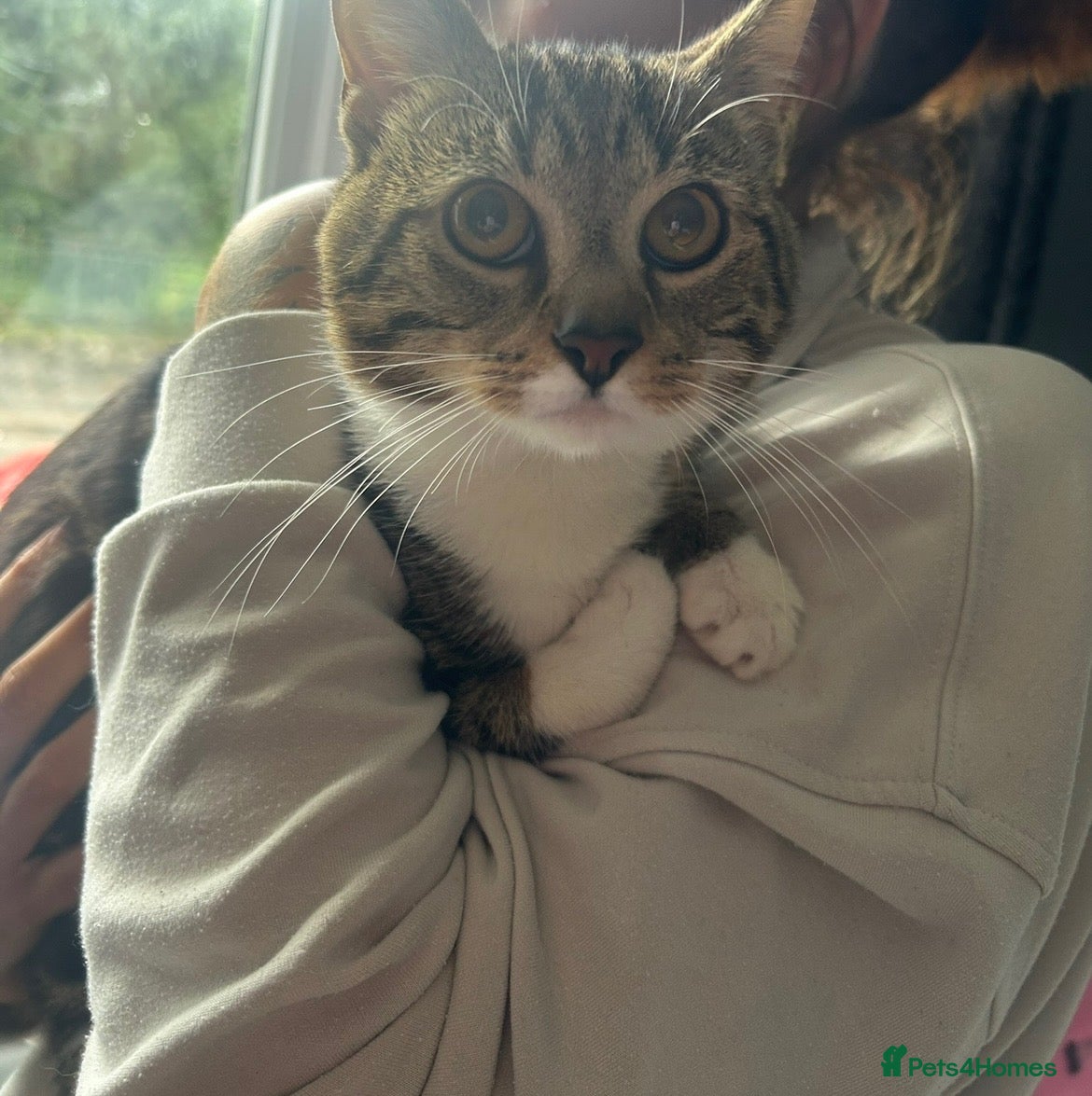 Mixed Breed cats milo  - Advert 18