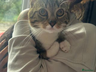 Mixed Breed cats milo - Advert 18