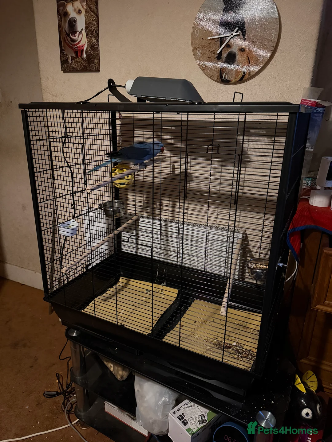 Parakeets birds for sale: Indian Ringneck  - Advert 1