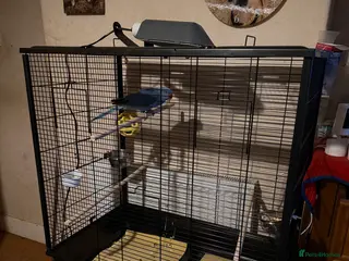 Parakeets birds Indian Ringneck - Advert 1