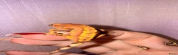 Gecko reptiles for sale: Crested Gecko Babies - Advert 13