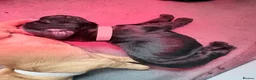 Cocker Spaniel dogs for sale: Cocker spaniel pups  - Advert 4