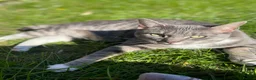 Egyptian Mau cats for sale: 3 year old Egyptian Mau - Advert 1