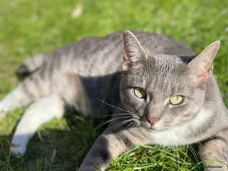 Egyptian Mau cats 3 year old Egyptian Mau - Advert 1