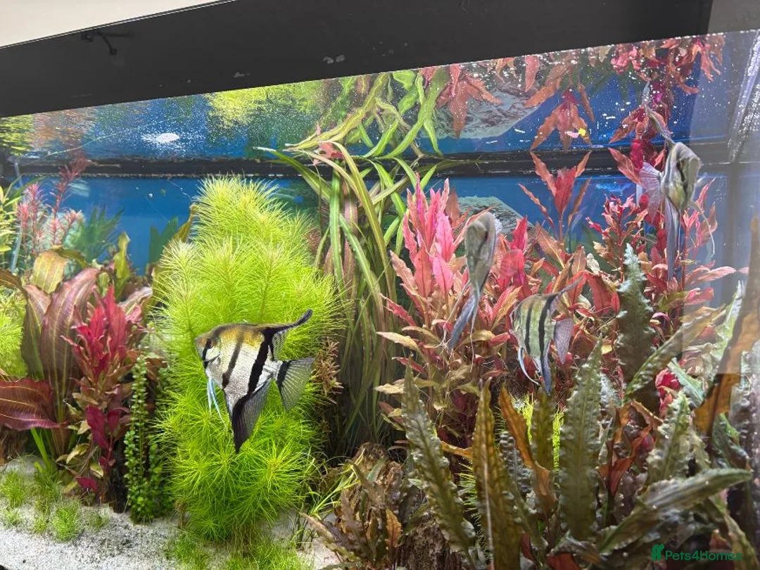 Angelfish fish for sale: 4 Peruvian Altum Angelfish - 2 breeding pairs - Advert 2