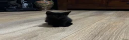 Mixed Breed cats for sale: Black Female Kitten (from litter of 4) - Advert 6