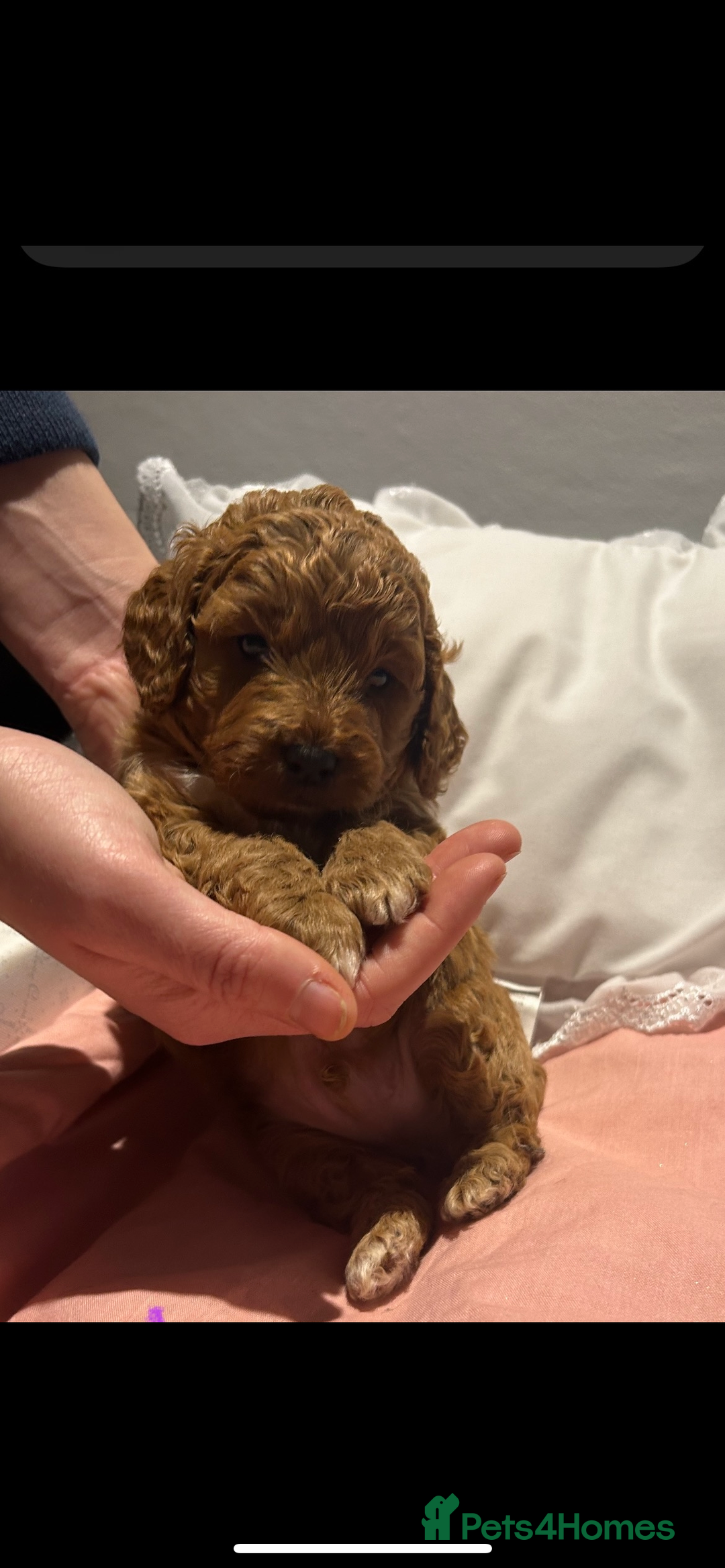 Cockapoo dogs for sale: Beautiful toy cockapoo  - Advert 1