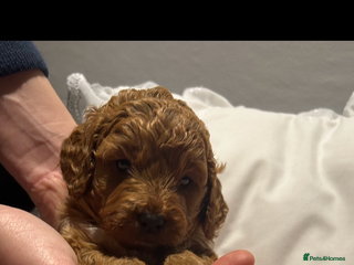 Cockapoo dogs Beautiful toy cockapoo - Advert 2