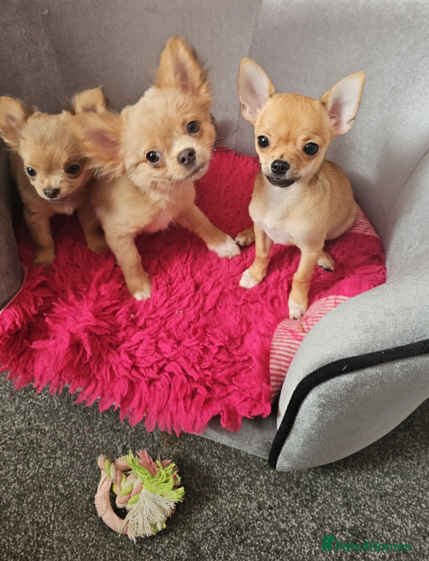 Chihuahua dogs Chiuahuah pups......lilac merle, fawn, white brown - Advert 6