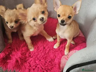 Chihuahua dogs Chiuahuah pups......lilac merle, fawn, white brown - Advert 6