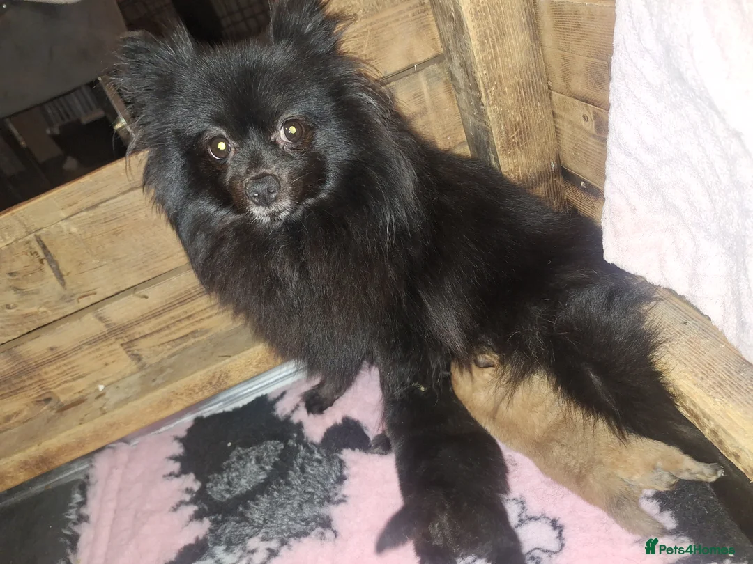 Pomeranian dogs for sale: Tiny Pomeranian Pups - Advert 9