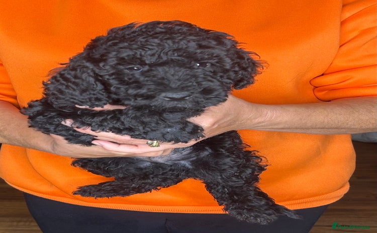 Cockapoo dogs - Advert 3