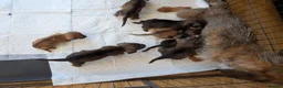 Mixed Breed dogs for sale: 3/4 dachshund 1/4 jack Russell - Advert 33