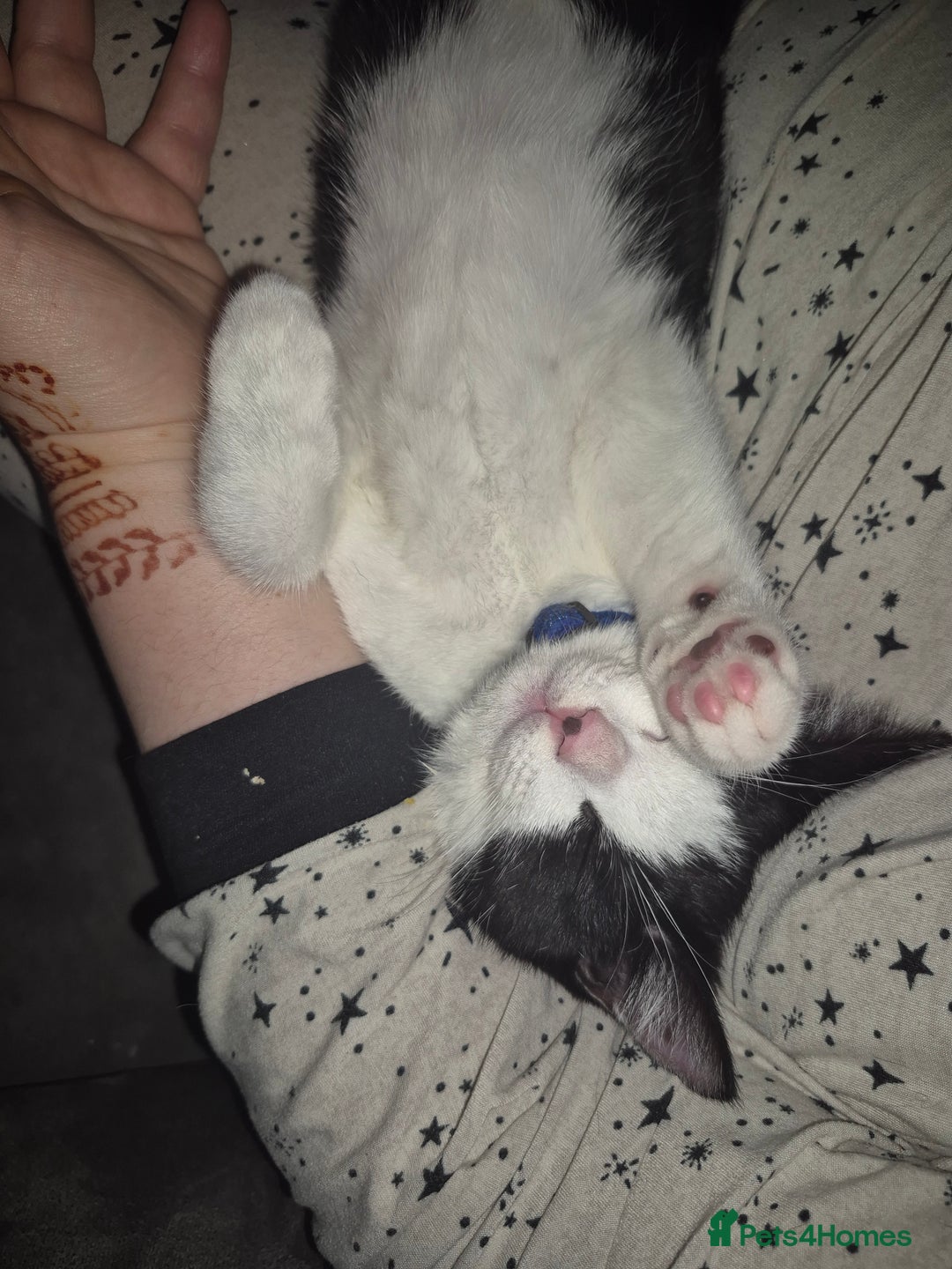 Mixed Breed cats for sale: VICTOR looking for his forever home - Advert 1