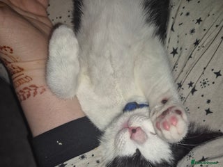 Mixed Breed cats VICTOR looking for his forever home - Advert 19