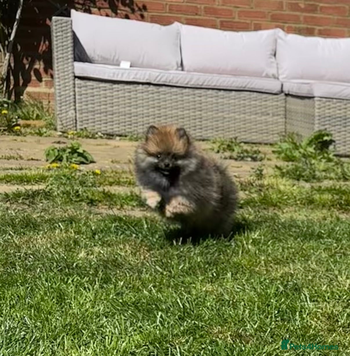 Pomeranian dogs ❤️ READY NOW! Stunning Pomeranian puppies 🐶❤️ - Advert 2