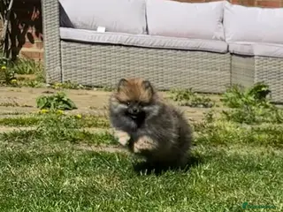 Pomeranian dogs ❤️ READY NOW! Stunning Pomeranian puppies 🐶❤️ - Advert 2