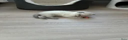 Scottish Fold cats for sale: Beautiful Scottish Fold Kittens - Advert 7