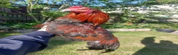 Chickens poultry for sale: 🌟Imported egg Aseel Rooster🌟 - Advert 18