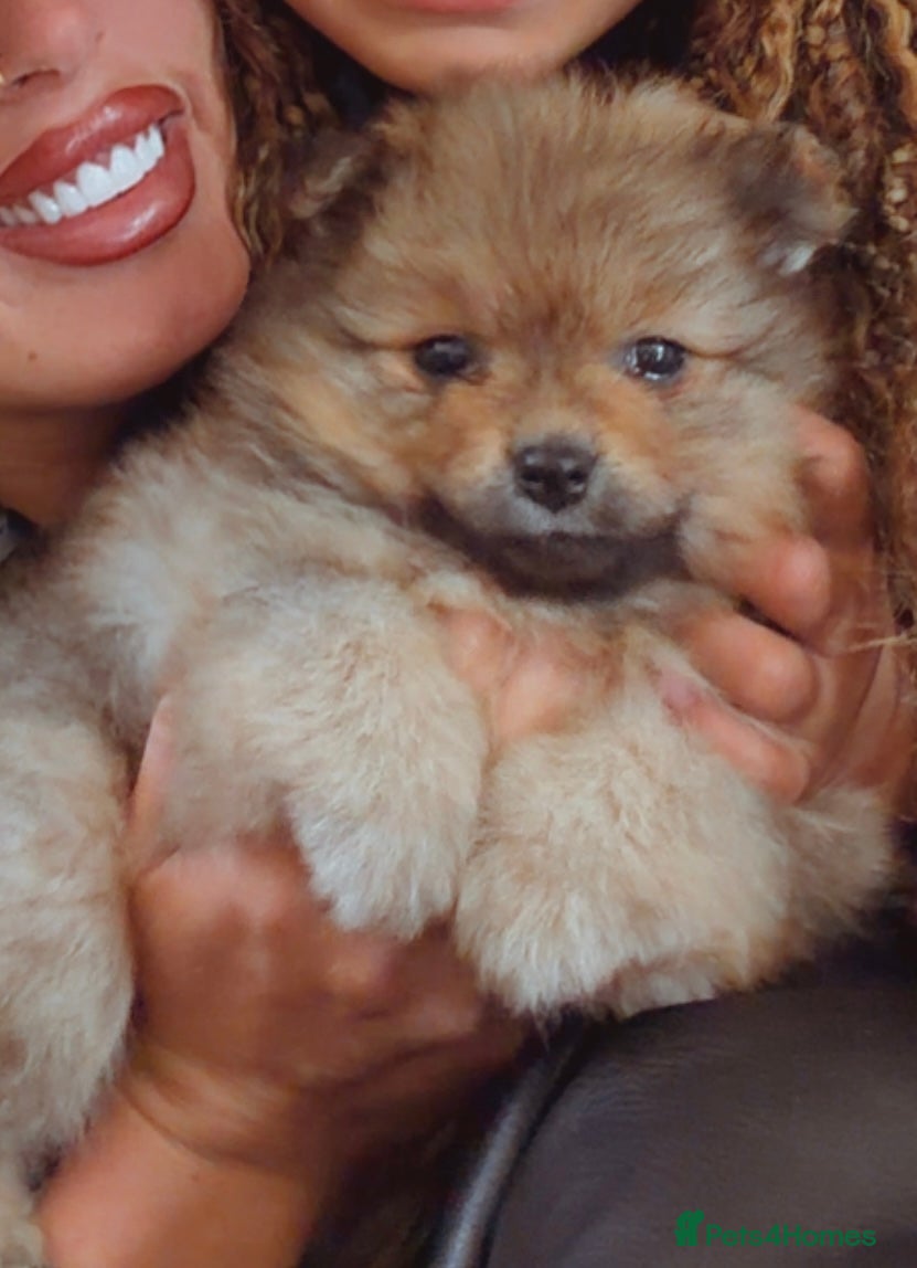 Pomeranian dogs Beautiful Pomeranian puppies ready soon - Advert 16
