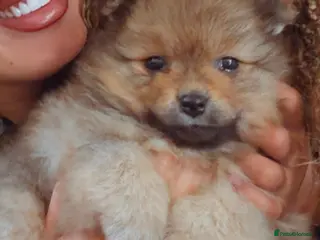 Pomeranian dogs Beautiful Pomeranian puppies ready soon - Advert 9