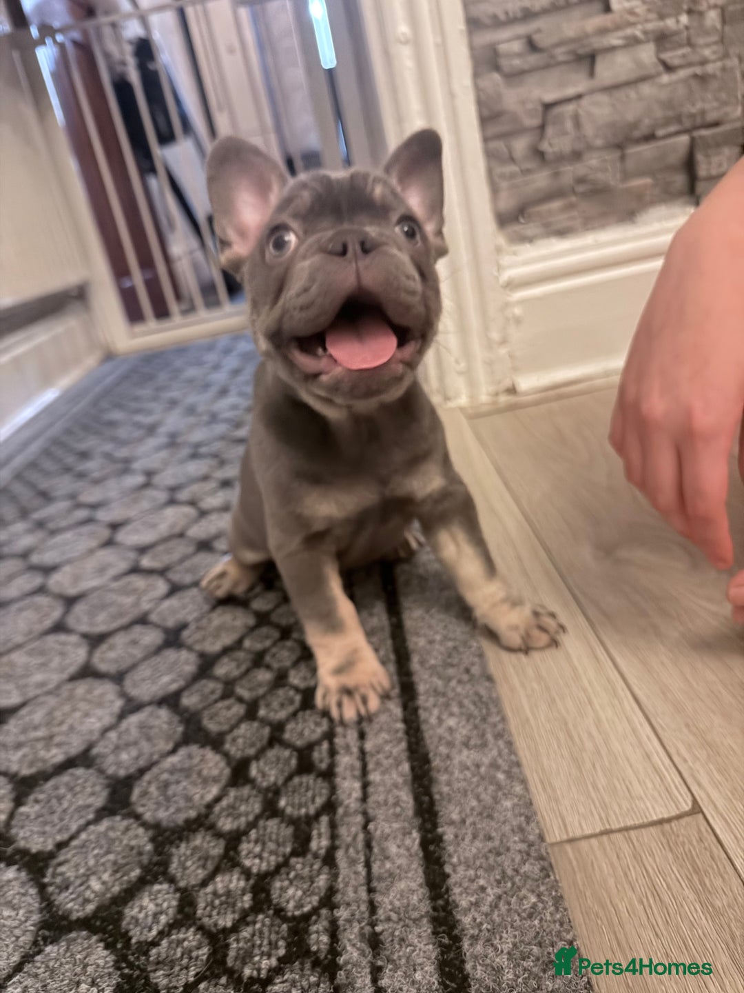 French Bulldog dogs for sale: Female French bulldog  - Advert 8