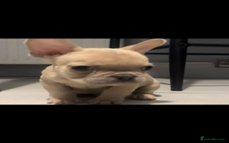 French Bulldog dogs for sale: French bull dog puppys  - Image 9
