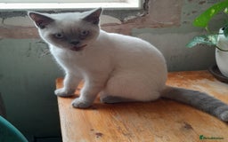 British Shorthair cats for sale: BSH Kitten - Male 5 Mth Old - Lilac Colourpoint - Image 11