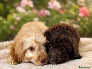 Cockapoo dogs ⚜️STUNNING F1 COCKAPOOS ⚜️last two remaining - Advert 17