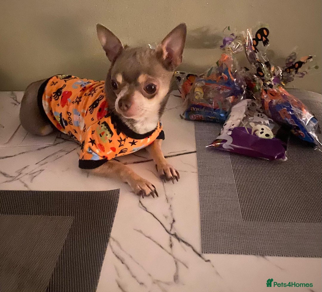 Chihuahua dogs for sale: Chihuahua Puppies - Image 11