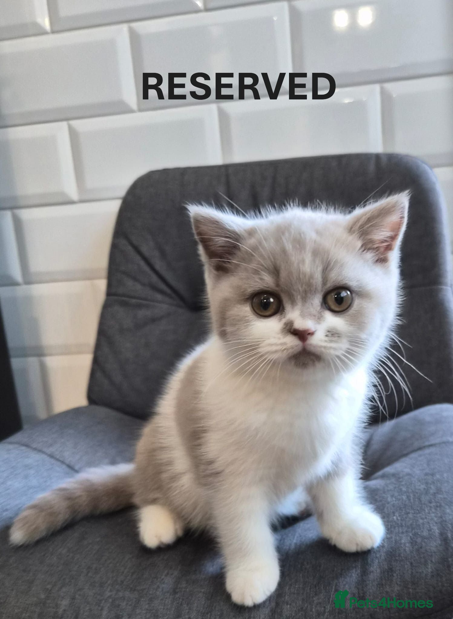 British Shorthair cats Full Pedigree Lilac/White British S/H Boy TICA Reg - Advert 2