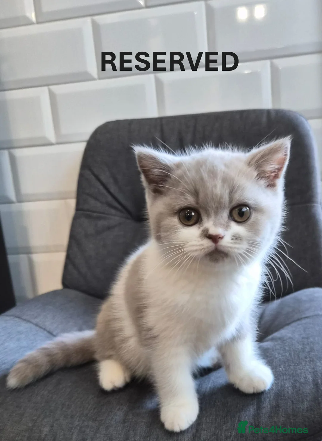 British Shorthair cats for sale: Full Pedigree Lilac/White British S/H Boy TICA Reg - Advert 21
