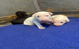 English Bull Terrier dogs for sale: English Bull Terriers Champion Bloodlines  - Image 16