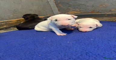 English Bull Terrier dogs - Advert 7