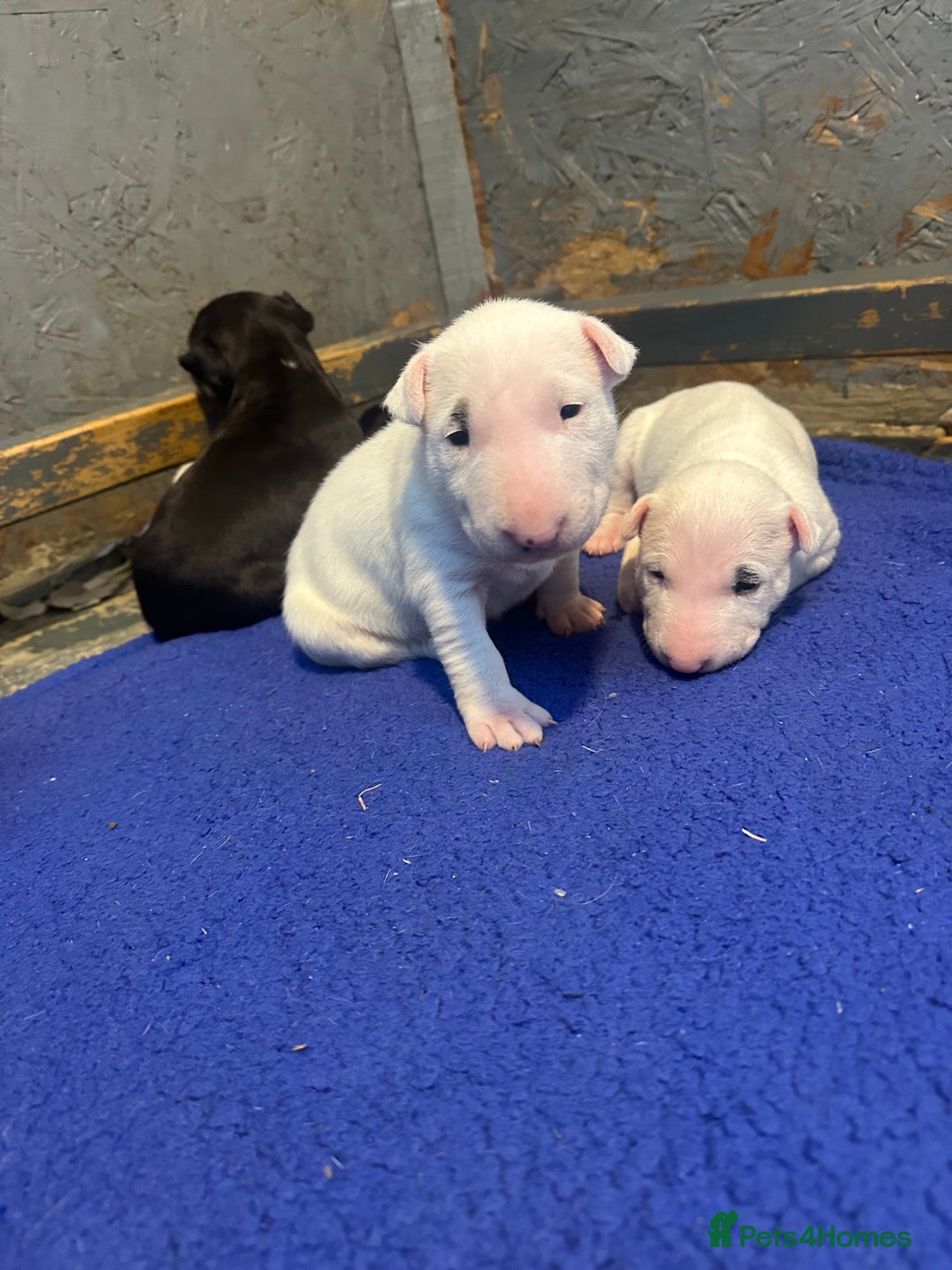 English Bull Terrier dogs for sale: English Bull Terriers Champion Bloodlines  - Image 16
