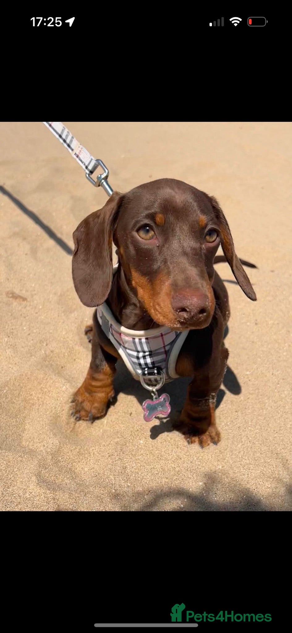 Dachshund dogs BEAUTIFUL KC REG & PRA CLEAR MINIS🩷💙 - Advert 2