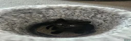 Mixed Breed cats for sale: X 3 British blue Bengal Kittens  - Advert 6