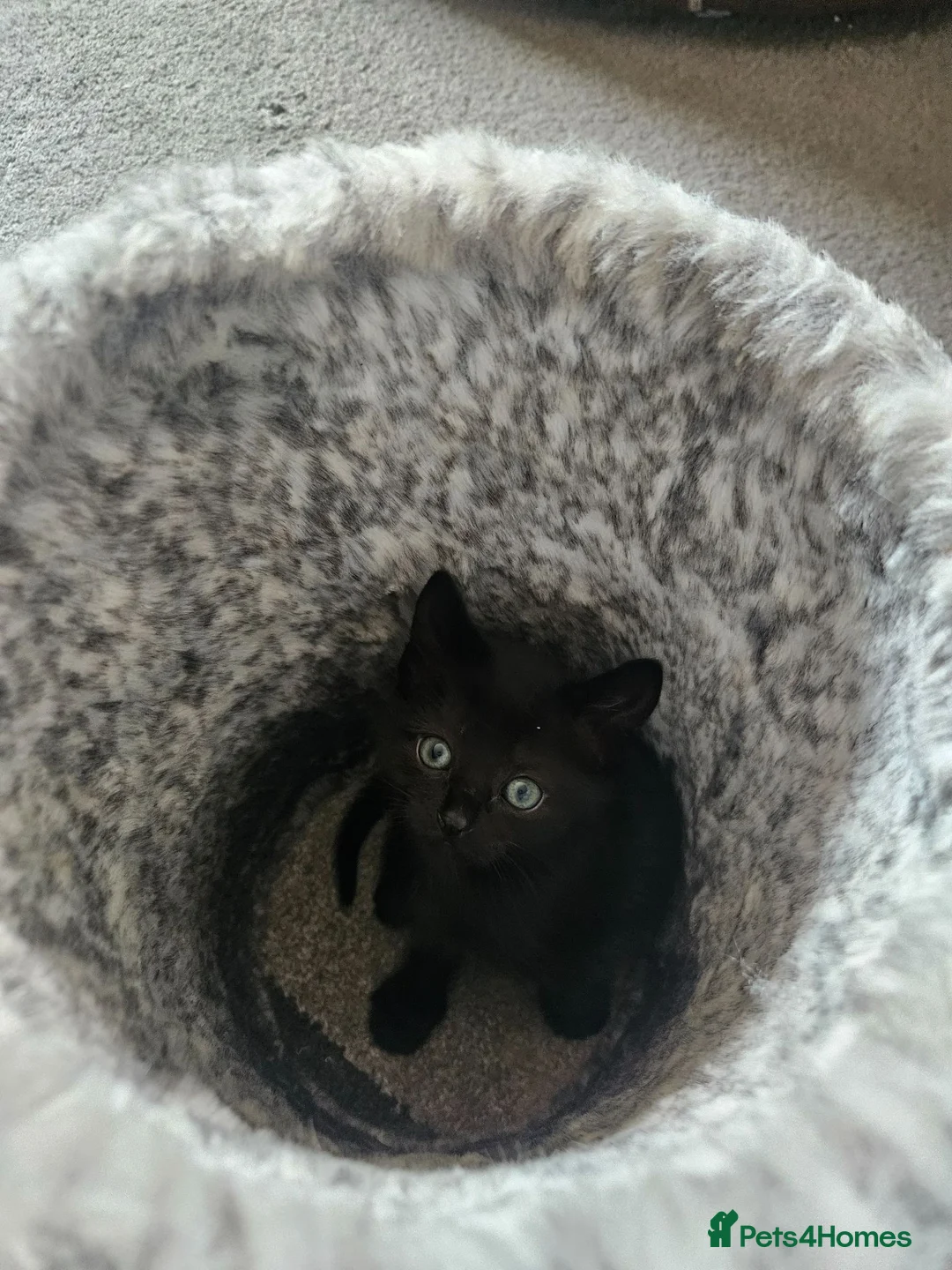Mixed Breed cats for sale: X 3 British blue Bengal Kittens  - Advert 6