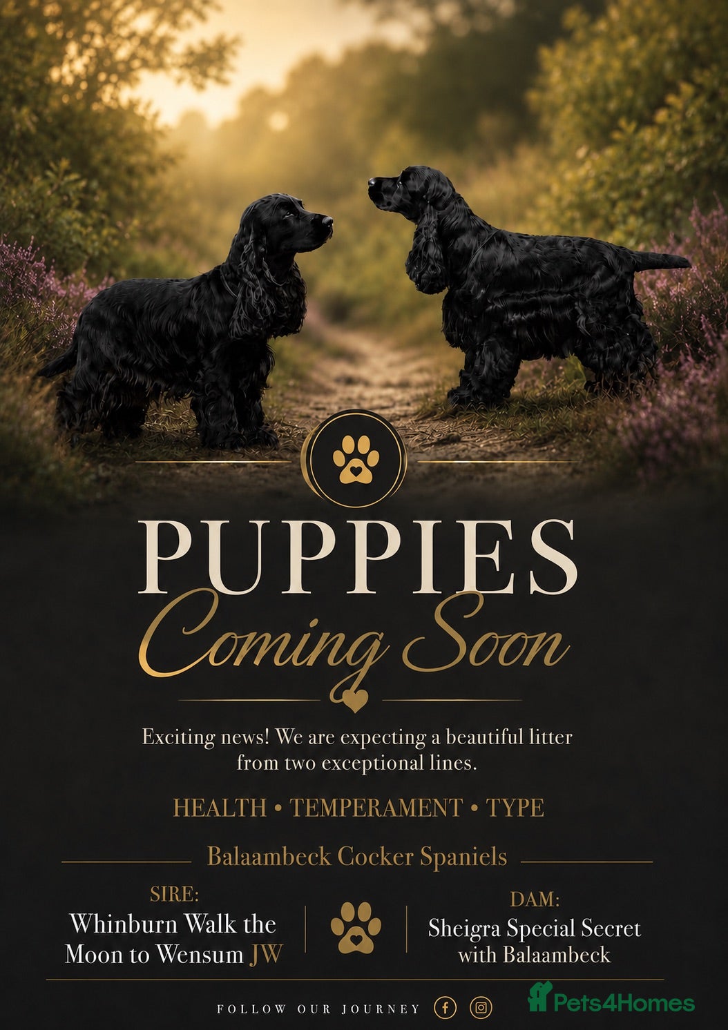 Cocker Spaniel dogs SHOW TYPE COCKER SPANIEL PUPPIES, Expected  - Advert 2