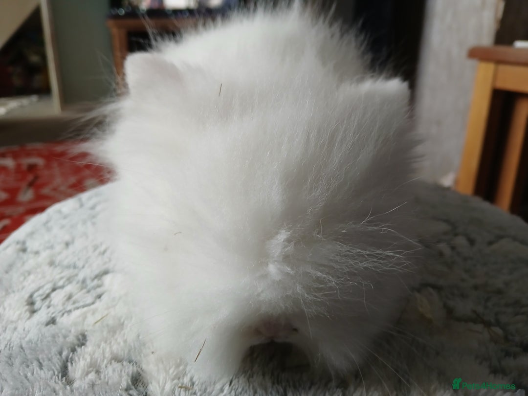 Lionhead rabbits for sale: Stunning DM Lionhead baby rabbits  - Advert 8