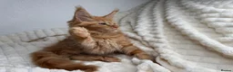 Maine Coon cats for sale: MaineCoon, Beautiful Kittens available  - Advert 24