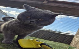 British Shorthair cats for sale: British shorthair kittens  - Image 13
