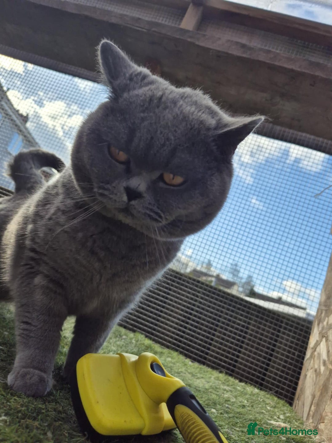 British Shorthair cats for sale: British shorthair kittens  - Image 13