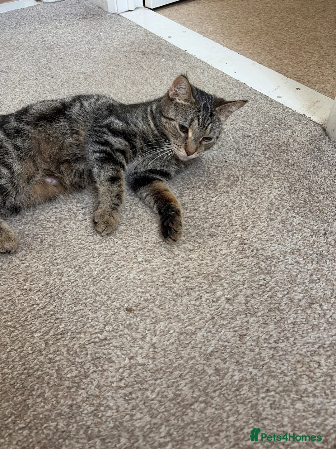 Mixed Breed cats for sale: Sarah newman in Braintree - Advert 1
