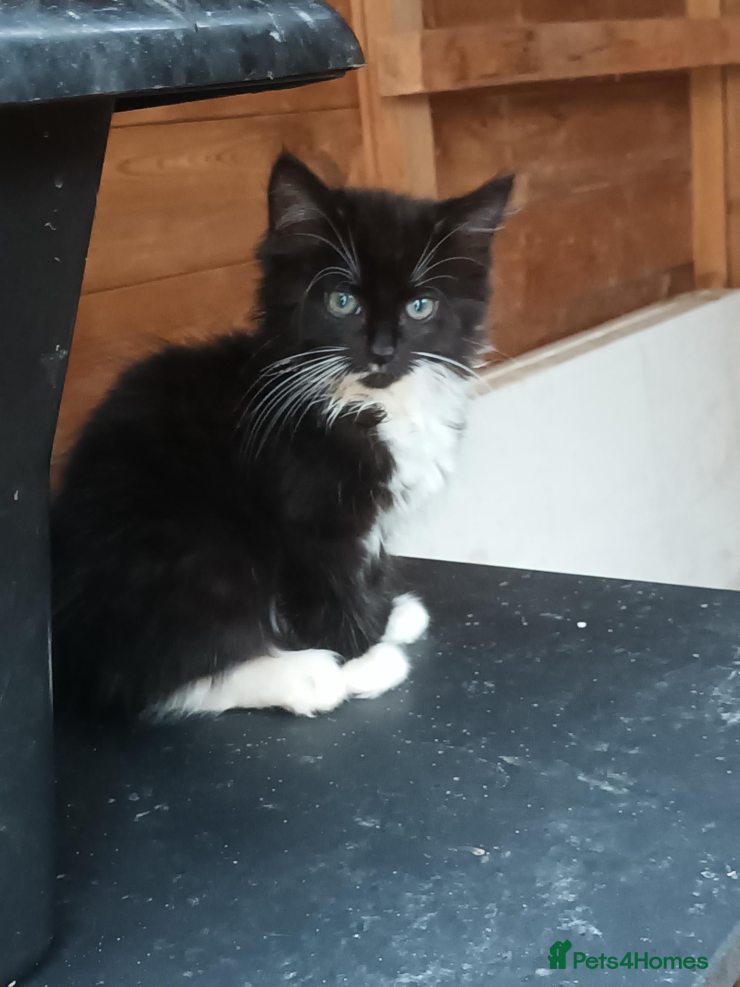 Mixed Breed cats Beautiful kittens, ready now - Advert 13