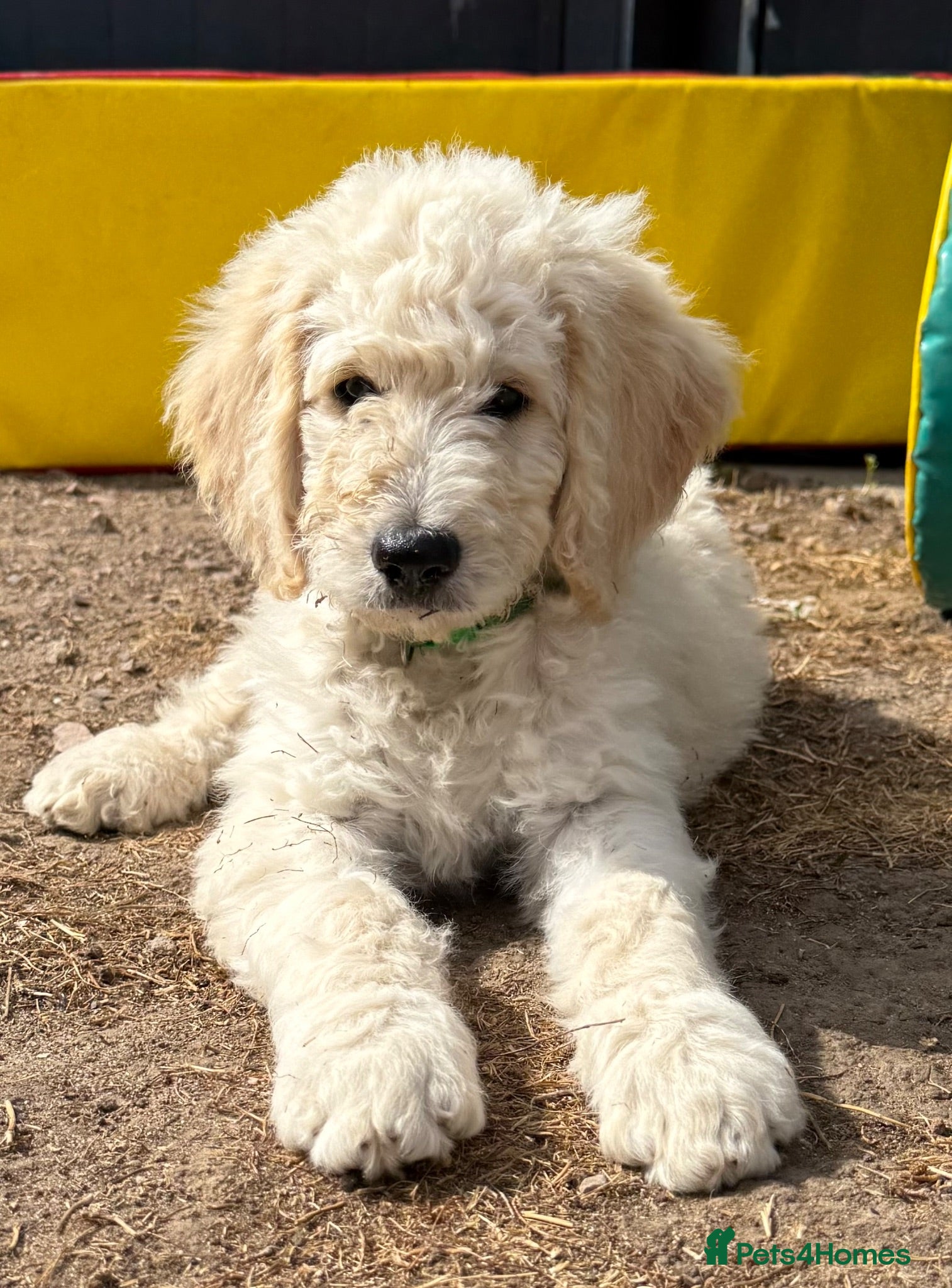 Goldendoodle dogs 🐾 Goldendoodle Puppies ready for forever homes 🐾 - Advert 2